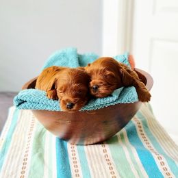 Cavapoos from GeorgiaCavapoos