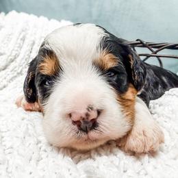 Green - Tri-color male Bernedoodle puppy in Marne, Michigan from MI Doodles