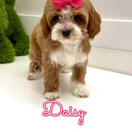 Daisy - Red female Cavapoo puppy in Buford, Georgia from Petite Posh Puppies