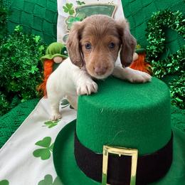 Agatha - Piebald female Dachshund puppy in Pittsburg, California from Super Hero Dachshunds