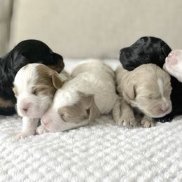 Cavapoo Puppies from The Cavapoo Family