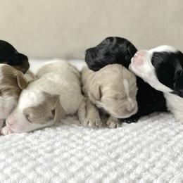 Cavapoo Puppies from The Cavapoo Family