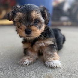 Boy 1 - Black and tan male Yorkshire Terrier puppy in Basile, Louisiana from The Lazy 3 Ranch