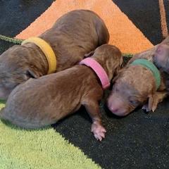 Chesapeake Bay Retriever Puppies from Twin Oak's Chesapeakes
