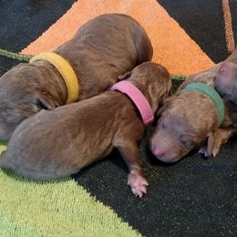 Chesapeake Bay Retriever Puppies from Twin Oak's Chesapeakes