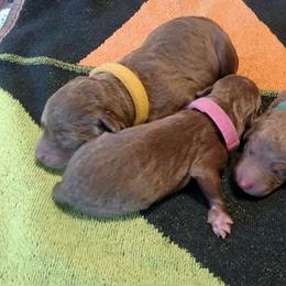 Chesapeake Bay Retriever Puppies from Twin Oak's Chesapeakes