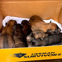 Black Brindle Boy 1 - Black brindle male Dutch Shepherd puppy in Lake City, Florida from Crosspointe Canines