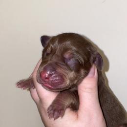 Girl 3 - Chocolate female Great Dane puppy in Spartanburg, South Carolina from Pawlmetto Danes