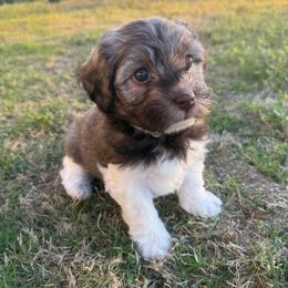 Girl 2 - Silver sable female Havanese puppy in Douglas, Georgia from Huffer Hounds and Havanese