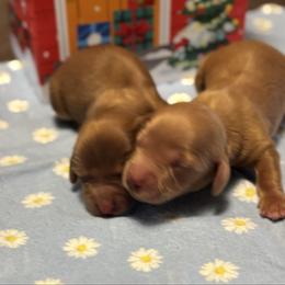 Girl - Sable female Dachshund puppy in Whitesboro, Texas from Whitesboro Dachshund