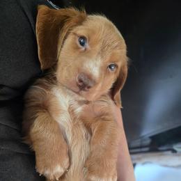 Jasper - Red male Dachshund puppy in Bigfork, Minnesota from Long Ears and Long Dogs Ranch