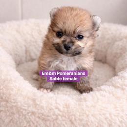 Sable - Orange sable female Pomeranian puppy in Kentucky from Em&M Pomeranians