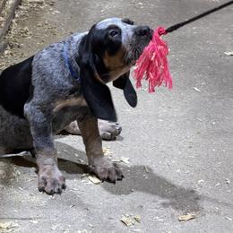 Bluetick Coonhound Puppies from 5280 Show stock