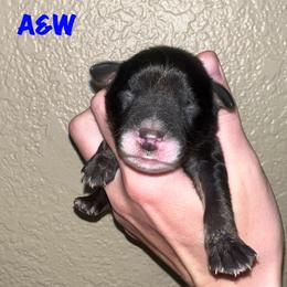 AnW - Black tri male Miniature Australian Shepherd puppy in Lincoln, California from Country Dreams Mini Aussies