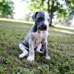 Topaz - Harlequin male Great Dane puppy in Rosharon, Texas from Parker's Great Danes
