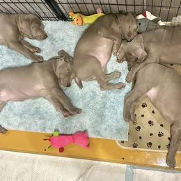 Weimaraners from Gentle soul Weimaraners