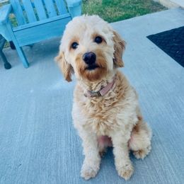 Goldendoodles from Just Peachy Doodles