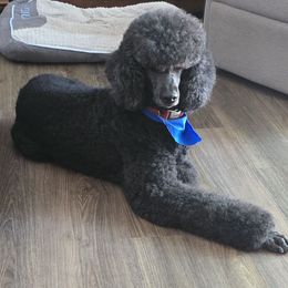 Shaka - Poodle