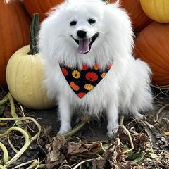 Mika - Japanese Spitz