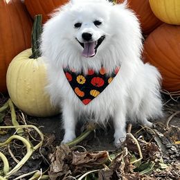 Mika - Japanese Spitz