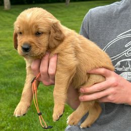 Girl 3 - female Golden Retriever puppy in Gillette, Wyoming from WyoGold Retrievers