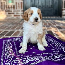 Purple - Parti male Goldendoodle puppy in Celina, Texas from Kennedy Doodles