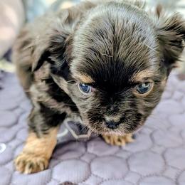 Lyra - Black and tan female Chihuahua puppy in Leominster, Massachusetts from House of Lil  Paw