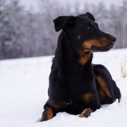 Beauceron All Grown Up from Bergers du Jalbert