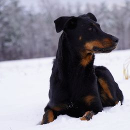 Beauceron All Grown Up from Bergers du Jalbert