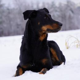 Beauceron All Grown Up from Bergers du Jalbert