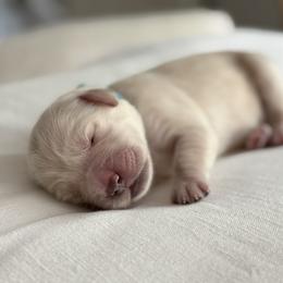No Name Male - Light golden male Golden Retriever puppy in New Kent, Virginia from Coastal Retrievers