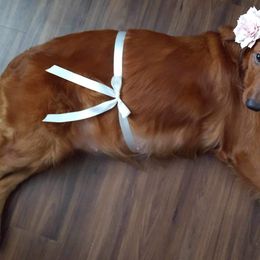 Golden Retriever Puppies from Lake Van Kennels