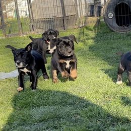 Mountain Cur Puppies from Walnut Ridge Mountain Curs