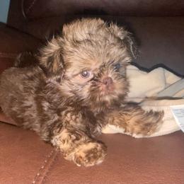 Liver Boy - Liver male Shih Tzu puppy in Albany, New York from Precious Shihpoo’s and Luxurious Shih Tzu’s