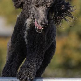 Poodles from Sabrina Beck