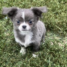 Slate - Blue and white male Chihuahua puppy in Northboro, Iowa from So Sweet Chihuahuas