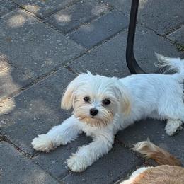 Maltese puppies from Jazzie Shih Tzu