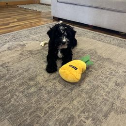 Cockapoo and Golden Mountain Doodle Puppies from Doodles of Joy