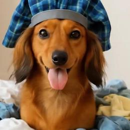 Amly - Dachshund