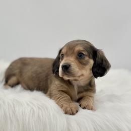Gypsy - Cream female Dachshund puppy in Litchfield, Illinois from Charmm Dachshunds
