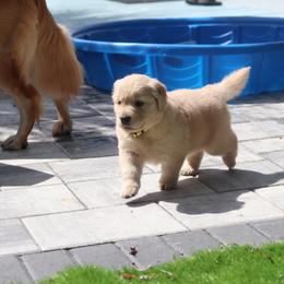 Golden Retriever Puppies from Golden Hour Golden Retrievers