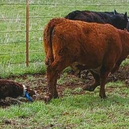 Australian Cattle Dogs and Border Collies from 3R Ranch / Australian cattle dogs