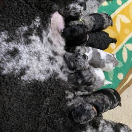 Labradoodle Puppies from Stephanie Roberts