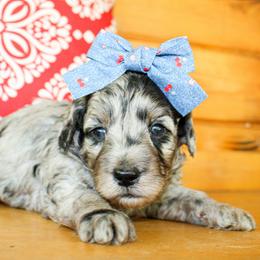Darla - Merle female Goldendoodle puppy in Antlers, Oklahoma from Rocking H
