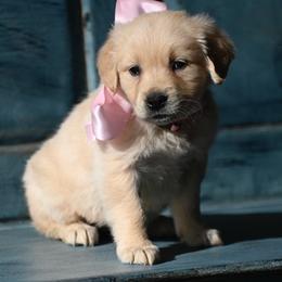 Girl 1 - Light golden female Golden Retriever puppy in Loveland, Colorado from Grateful Bernese & Gage's Goldens