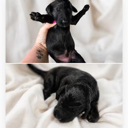 Onyx - Black male Goldendoodle puppy in Delphos, Ohio from Route 66 Poodles & Doodles, Sapphire Shih-tzu's of Ohio