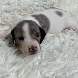 Spud - Piebald male Dachshund puppy in Council Hill, Oklahoma from Rocky Springs Ranch