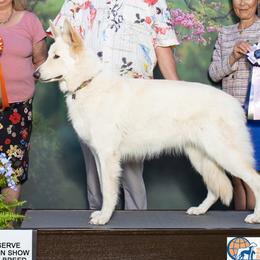 Emma - Shiloh Shepherd
