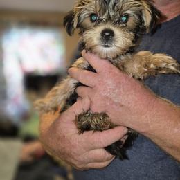 Yorkshire Terrier Puppies from Sandra KROEGER