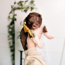 Chickadee - Chocolate female Pomsky puppy in Cleveland, Ohio from Lake Point Pomskies